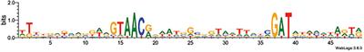Overlap of Promoter Recognition Specificity of Stress Response Sigma Factors <mark class="highlighted">SigD</mark> and SigH in Corynebacterium glutamicum ATCC 13032